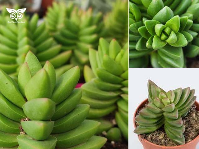 Crassula capitella Benjamin thuần xanh