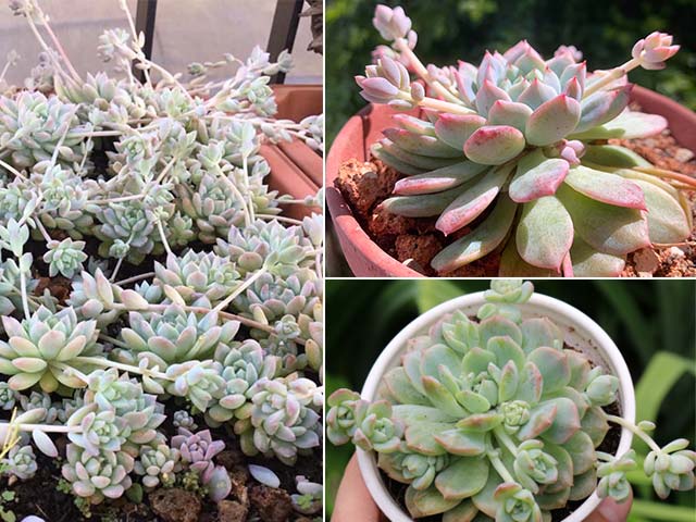 sen dù hồng Echeveria-Prolifica