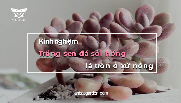 sen đá sỏi hồng lá tròn xứ nóng