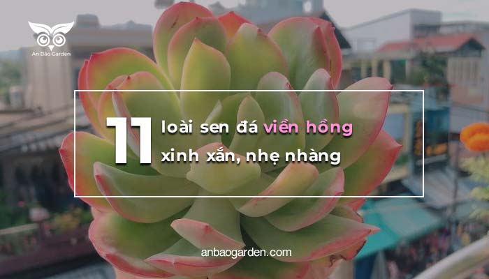 top các loài sen đá sở hữu lá viền hồng