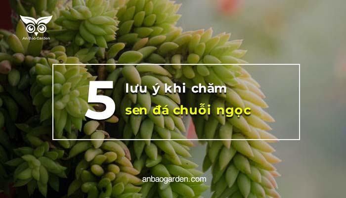 5 lưu ý khi chăm sen đá chuỗi ngọc