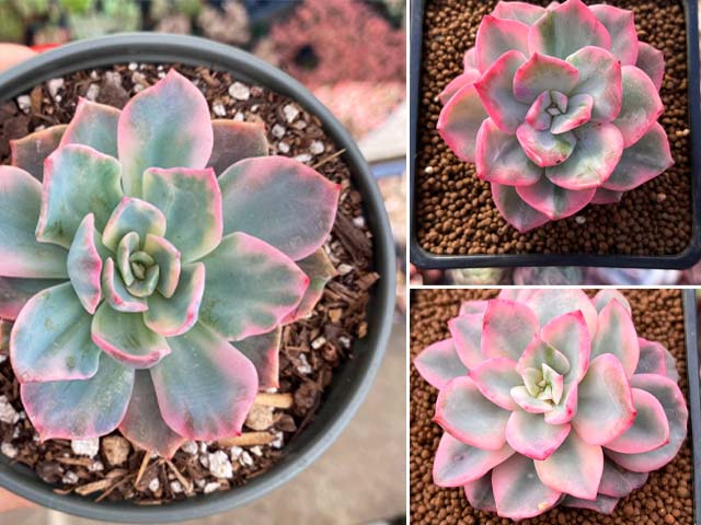 Echeveria 'Pink Harin' Variegated 2