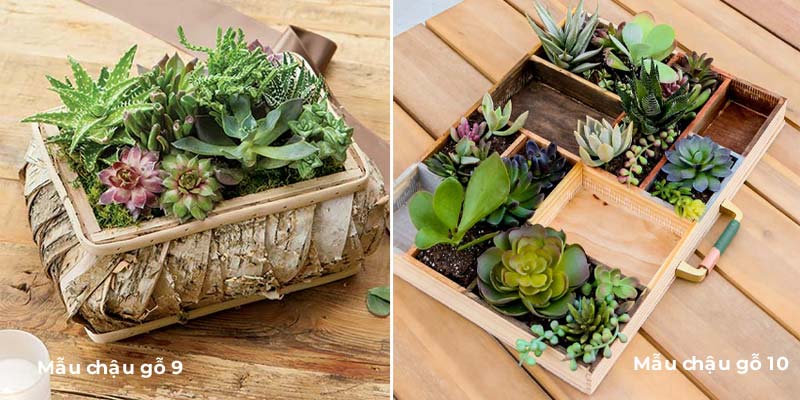 chậu trồng succulent bằng gỗ hình vuông