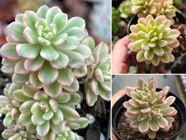 Sedum joyce tulloch variegata