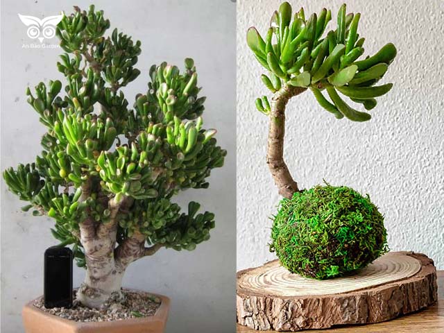 sen ống điếu dáng bonsai cổ thụ