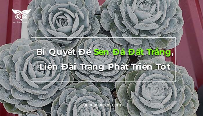 Bí Quyết Để Sen Đá Đất Trắng, Liên Đài Trắng Phát Triển Tốt