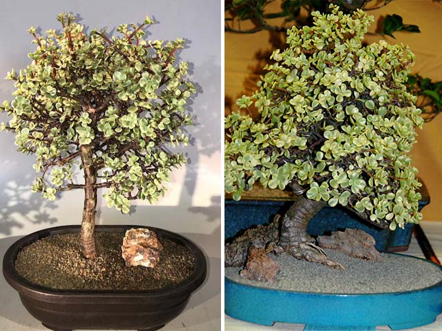 Cây-đô-la-trắng-dáng-bonsai