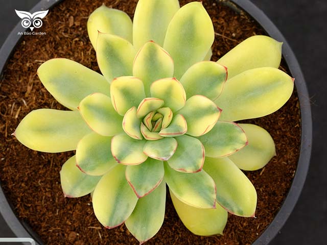 Echeveria pulidonis variegated