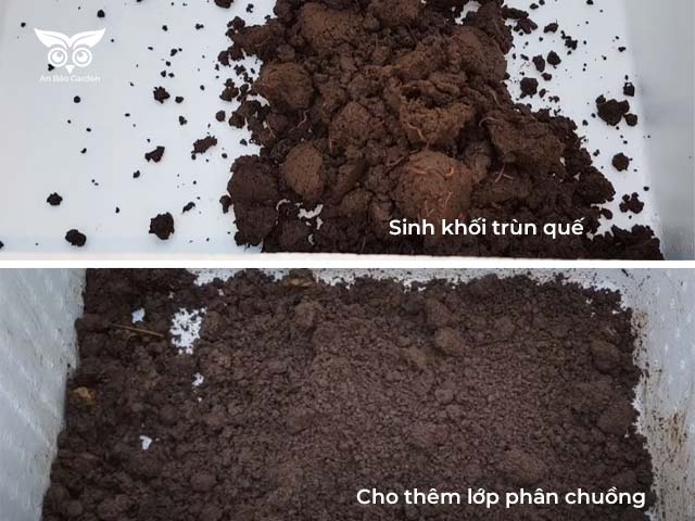 kỹ thuật nuôi trùn quế trong thùng xốp