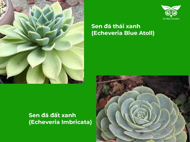 sự khác biệt sen thái xanh và sen đá đất xanh