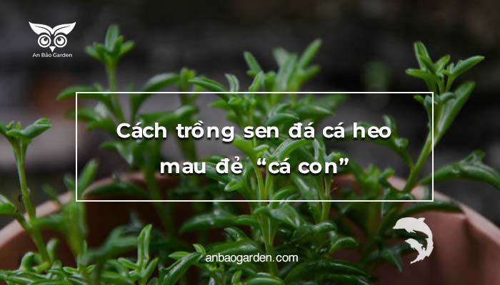 Cách trồng sen đá cá heo