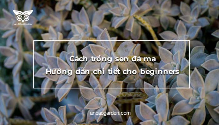 Cách trồng sen đá ma