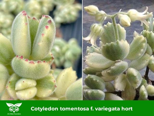 Cotyledon-tomentosa f. variegata hort