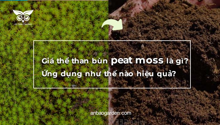 Giá thể than bùn peat moss là gì