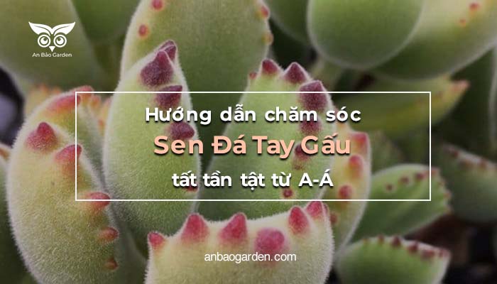 Huong dan cham soc Sen Da Tay Gau
