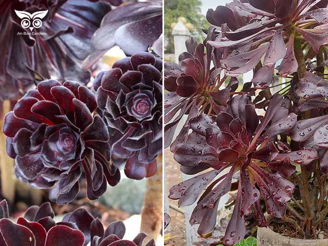 Aeonium zwartkop