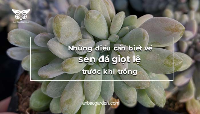 Những điều cần biết về sen đá giọt lệ