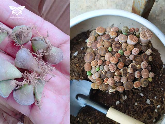 cách trồng sen mông tại nhà