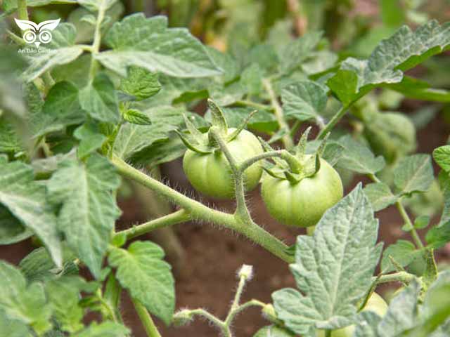 lá cà chua dùng để chế thuốc trừ sâu sinh học