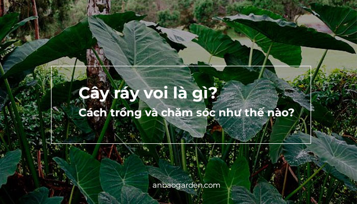 banner cây ráy tai voi