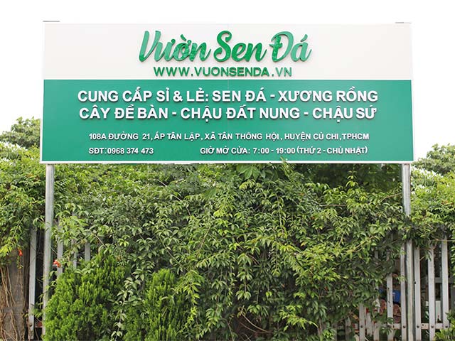Vườn sen đá - nơi bán sen đá Sài Gòn