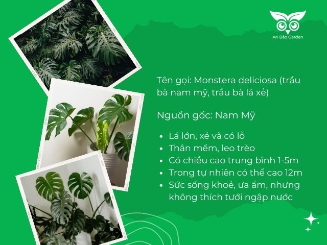 Thông tin cây trầu bà lá xẻ nam mỹ