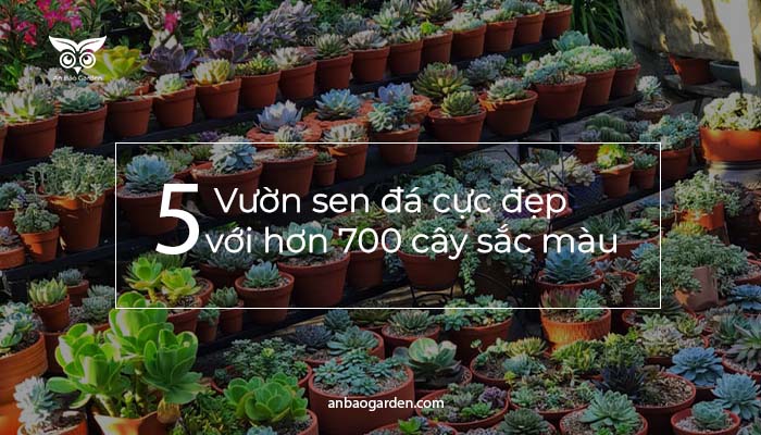 banner top các vườn sen đá đẹp tự trồng tại nhà