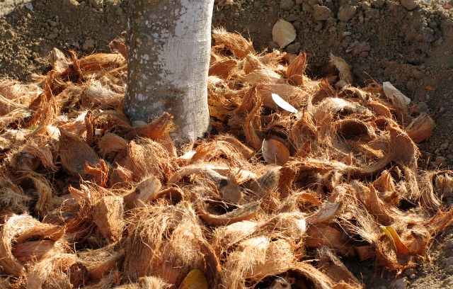vỏ dừa xơ dừa giá thể trồng lan hồ điệp