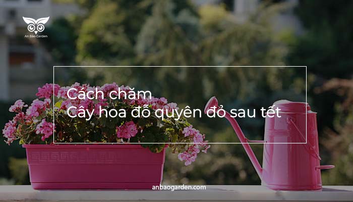 Cach cham Cay hoa do quyen do sau tet 2024