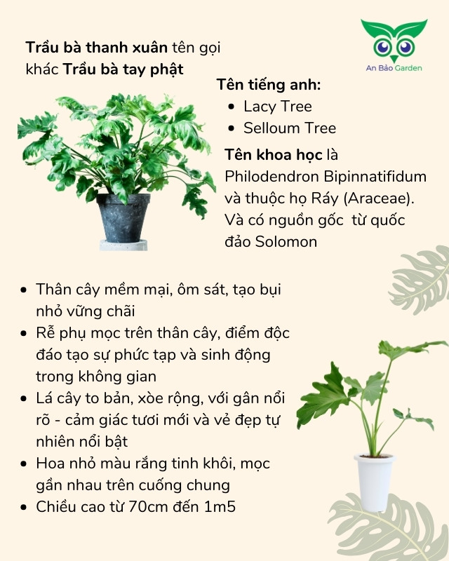 infographic đặc điểm cây trầu bà thanh xuân