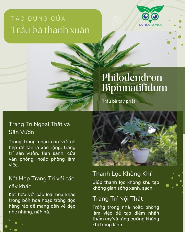 tác dụng của Philodendron Bipinnatifidum