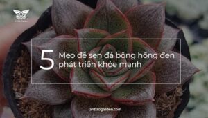 5 Meo de sen da bong hong den phat trien khoe manh