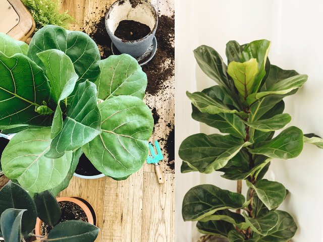 Cay Bang Singapore Fiddle Leaf Fig