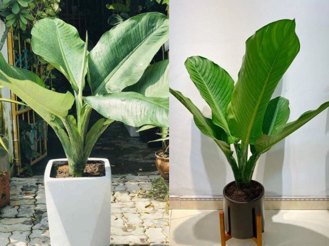 Cây Đại Phú Gia aglaonema silver bay