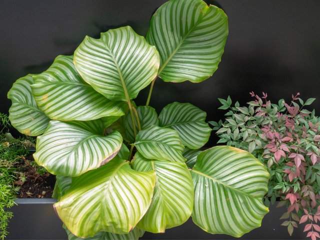 Cay Duoi Cong Tao Xanh Calathea Orbifolia