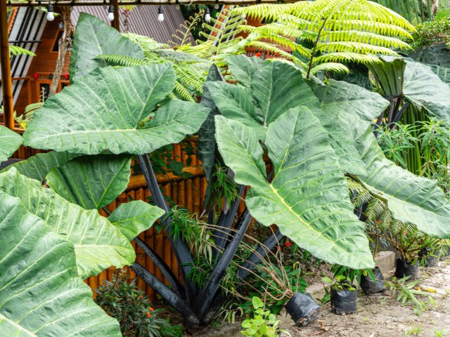 Cây Ráy Voi Alocasia macrorrhiza