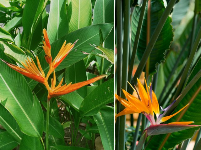 Cây lá to Thiên Điểu Bird of Paradise