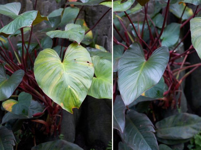 Trau Ba De Vuong Philodendron Imperial Red