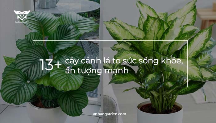 các cây cảnh lá to sức sống khỏe độc đáo trong nhà a