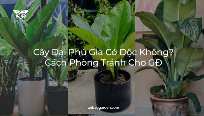 Cây Đại Phú Gia có độc không banner