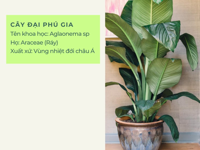 Cây Đại Phú Gia