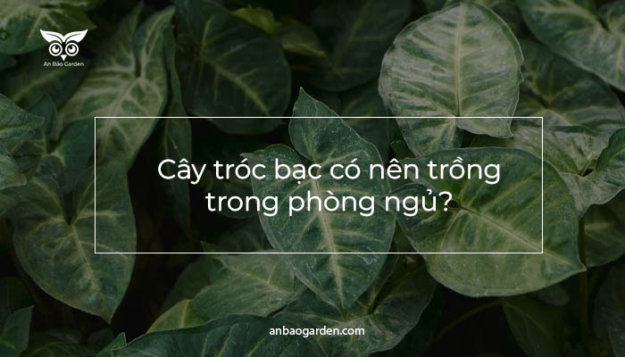 Cây tróc bạc có nên trồng trong phòng ngủ banner