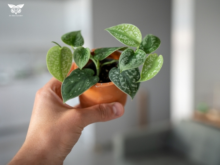 2.3. Scindapsus Pictus Argyraeus – Nhỏ mà có võ
