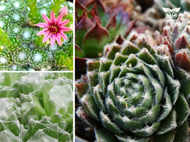 10. Sen đá Phật Bà mạng nhện (Sempervivum arachnoideum)_7