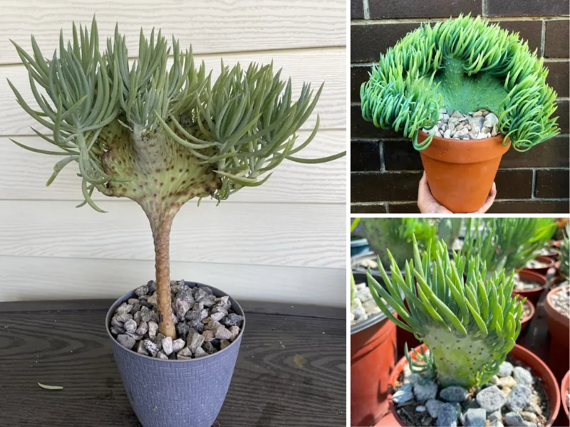 11. Sen đá đuôi nàng tiên cá (Crested Senecio Vitalis)_8