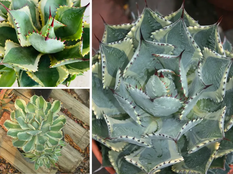 12. Sen đá dứa gai (Agave Tradewind)_9