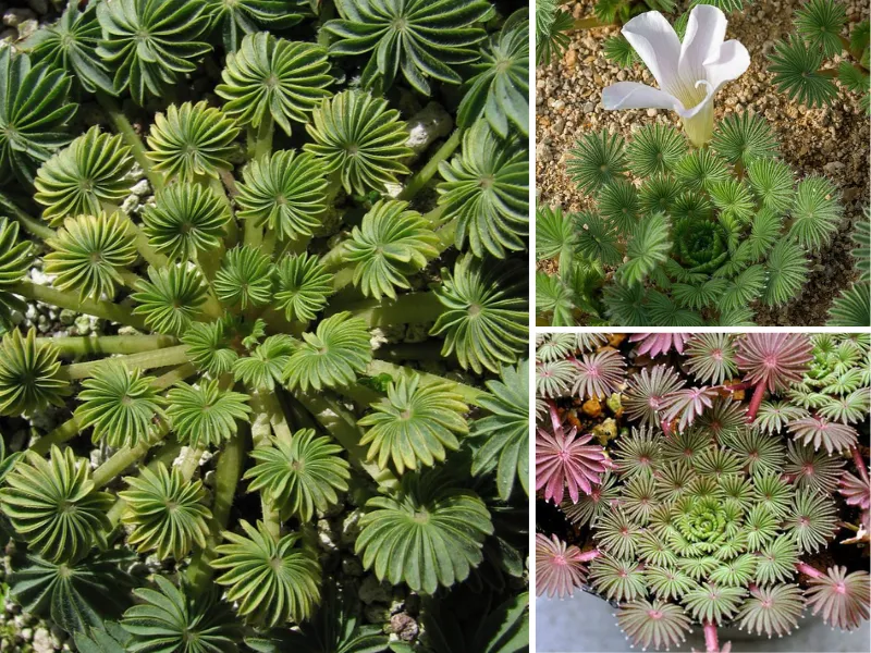 13. Sen đá lá cọ (Oxalis Palmalis)_10