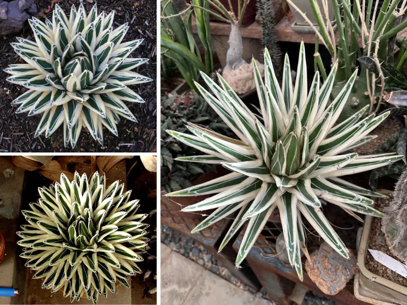 14. Agave victoriae-reginae 'Albomarginata'_11_11zon