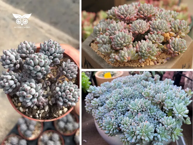 2. Sen đá trứng cá (Bluebean Succulent)_2