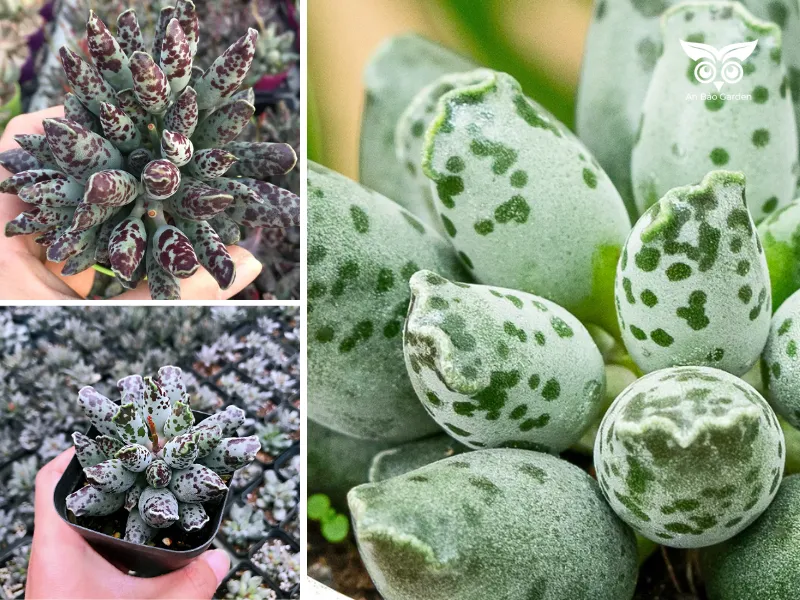 3. Sen đá hải cẩu đốm (Adromischus Festivus)_3